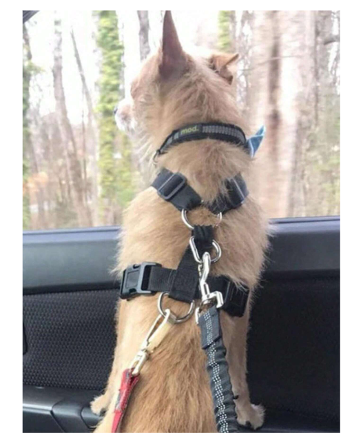 3-in-1 Pet Safety Bundle